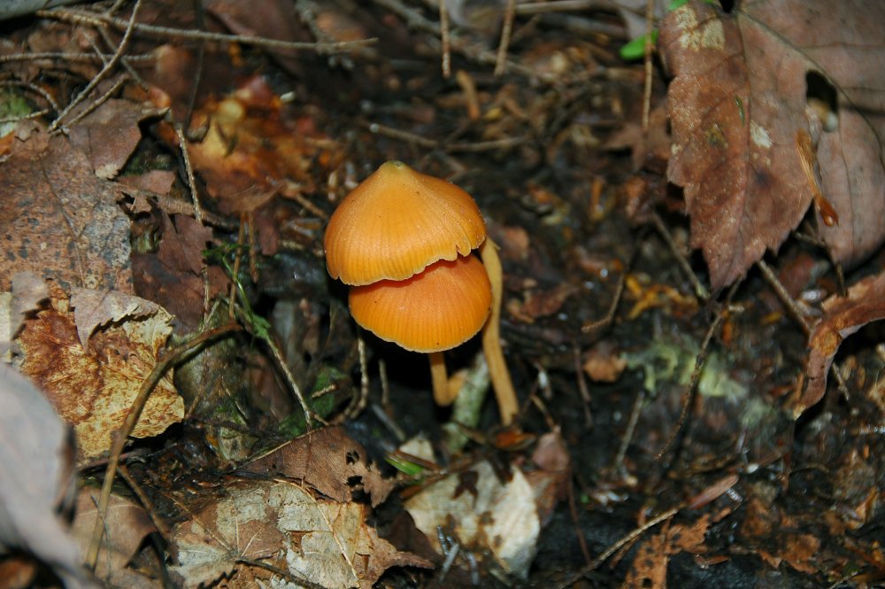 Mushroom 1